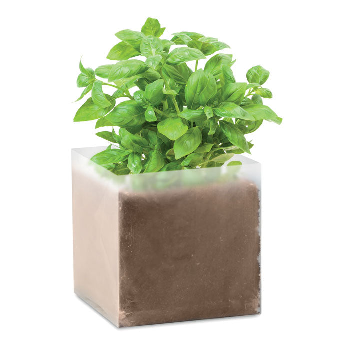 Substrat avec graines Basilic
